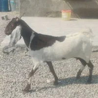 بز تالی پاکستانی آبستن مایه سه قلو زا رودان|حیوانات مزرعه|بندرعباس, |دیوار
