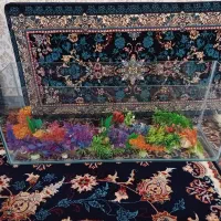 آکواریوم فقط یک عدد