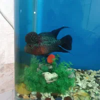 فلاور|ماهی|شیراز, تندگویان|دیوار