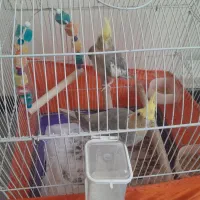 فروش ۲عدد عروس هلندی