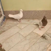 کفتر|پرنده|مشهد, خواجه ربیع|دیوار