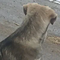 ماده سه شین