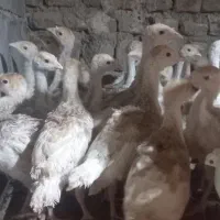 بوقلمون و جوجه بوقلمون