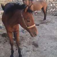 اسب ماده دو عدد و یک علاغ نر|اسب و تجهیزات اسبسواری|نورآباد, |دیوار