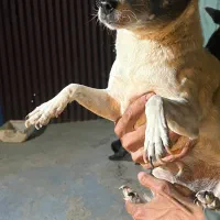 واگذاری سگ اپارتمانی|سگ|مشهد, آزادشهر|دیوار