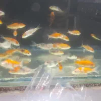 ماهی کوی ۱۰ عدد