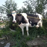 گاو دورگ هولیشتان آماده زایمان       لیشه ورزا|حیوانات مزرعه|رشت, حومه رشت|دیوار