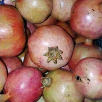 فروش انار ساوه