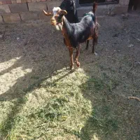 بز دورگه