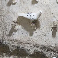 کفتر کبوتر|حیوانات|کرمان, |دیوار