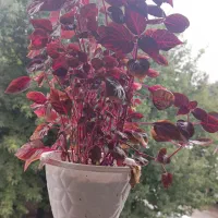 گل های آپارتمانی زیبا|گل و گیاه طبیعی|رشت, نیروی دریایی|دیوار