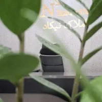 فروش-پلاک-تجاری-مسکونی-بلوار-دولت-ذاکر-عباسعلی