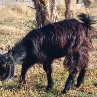 کهره نر چاق|حیوانات مزرعه|جیرفت, |دیوار