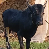 ورزا کوله چالوسی