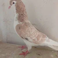 کفتر پرشی