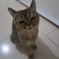 گربه اسکاتیش وبریتیش نر و ماده|گربه|کرج, گوهردشت|دیوار