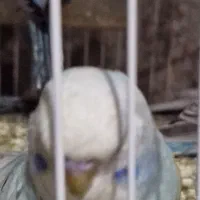 مرغ عشق انگلیسی