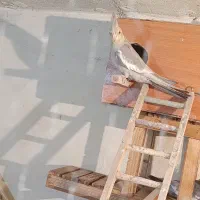 دو عدد عروس نژاد آهویی و سینامون