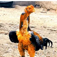فروش خروس لاری نژاد دار