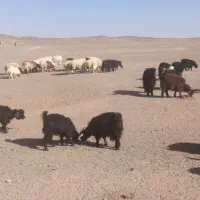 بره و بزغاله چاق سبک|حیوانات مزرعه|قائن, |دیوار