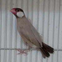 فنچ نرگسی  .|پرنده|سمنان, |دیوار