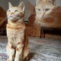 گربه گمشده/مژدگانی یک ملیون