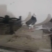 کبوتر|پرنده|نجفآباد, جلال آباد|دیوار