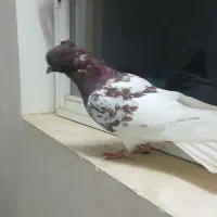 کبوتر کله سرخ کاکلی