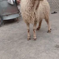 گوسفند|حیوانات مزرعه|اهواز, منازل کارون|دیوار