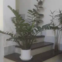 گل و گیاه طبیعی