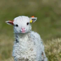 فروش 20راس میش داشتی آبستن