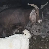 یک عددبزخوب جنس بشرط شیردهی