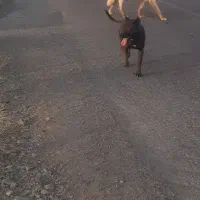 پیتبول|سگ|سنندج, |دیوار