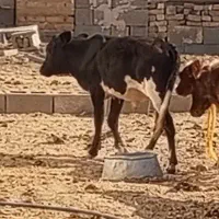 گوساله|حیوانات مزرعه|کوهنانی, |دیوار