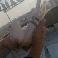 کفتر زینتی|پرنده|صباشهر, |دیوار