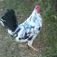 تخم مرغ نطفه دار گلین