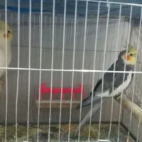 عروس هلندی مولد