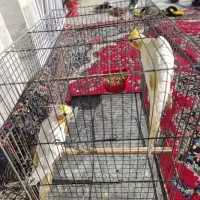 عروس لوتینو|پرنده|گرگان, |دیوار