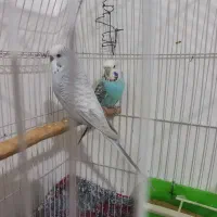 مرغ عشق هلندی مولد درشت هیکل