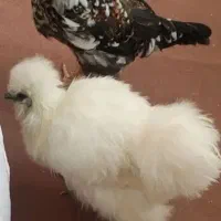 مرغ و خروس ابریشمی و گلین|حیوانات مزرعه|وحیدیه, |دیوار