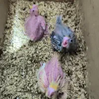 عروس هلندی سرلاکی