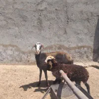میش وبره فشندی