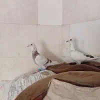 کفتر آلمانی