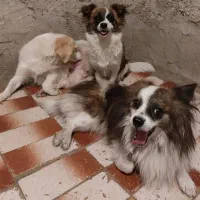 سگ های عروسکی خونگی پامرشیتزو باهوش|سگ|مسجد سلیمان, |دیوار