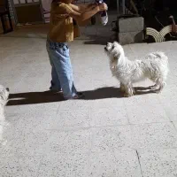 سگ پاپی|سگ|اصفهان, ارغوانیه|دیوار