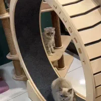 گربه بریتیش وارداتی