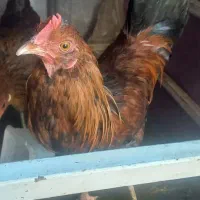 مرغ وخروس اصیل محلی|حیوانات مزرعه|اندیمشک, |دیوار