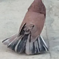 کبوتر سرور نر