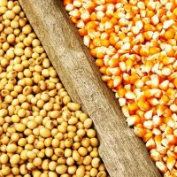 فروش تفاله چغندر با بهترین کیفیت خود میانداب