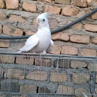 عروس آلبینو ماده